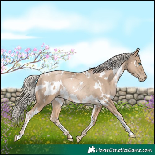 Horse Color:White Spotted Chocolate Palomino Pearl Rabicano