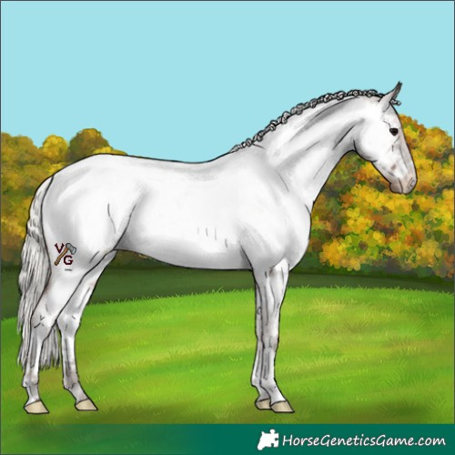 Horse Color:Silver Blue Roan Appaloosa 