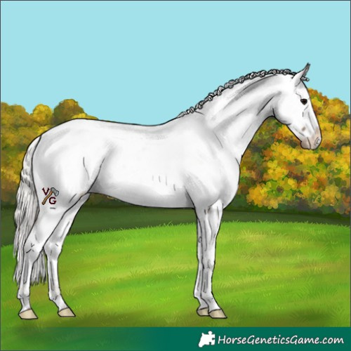 Horse Color:Silver Blue Roan Appaloosa 