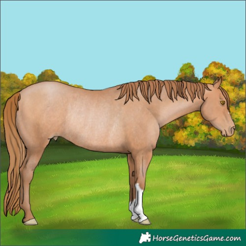 Horse Color:Bay Pearl Rabicano 