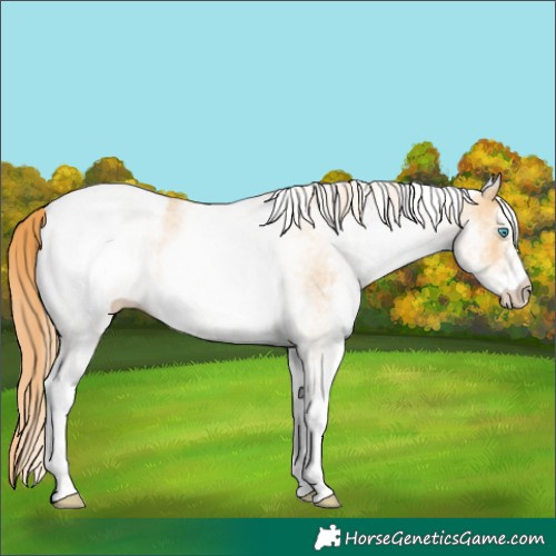 Horse Color:White Spotted Buckskin Pearl Appaloosa Rabicano 