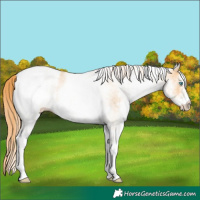 Horse Color:White Spotted Buckskin Pearl Appaloosa Rabicano