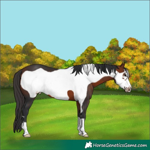 Horse Color:Bay Frame 