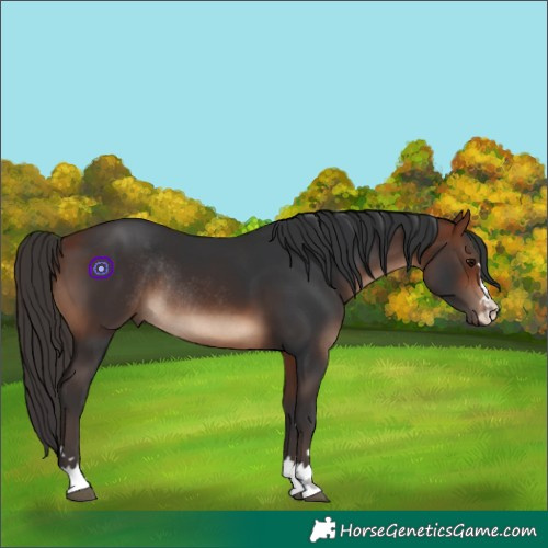 Horse Color:Bay Rabicano 