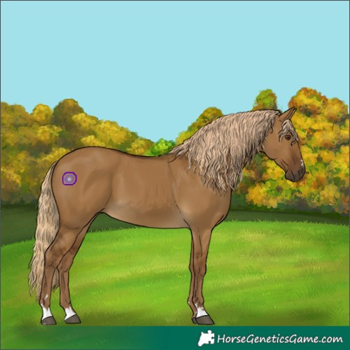 Horse Color:Chocolate Palomino Dun