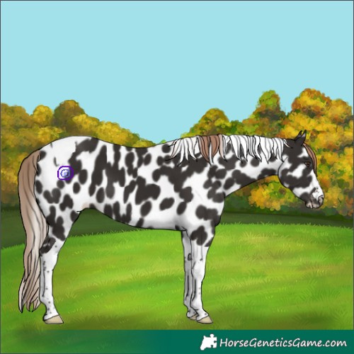 Horse Color:Liver Chestnut Tobiano Appaloosa 