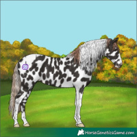 Horse Color:Liver Chestnut Tobiano Appaloosa 