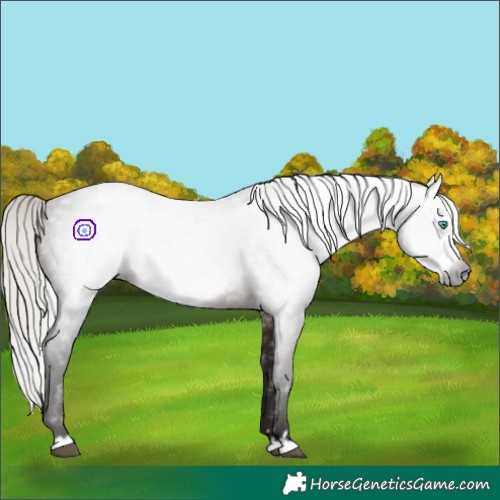 Horse Color:Gray Silver Bay Frame 