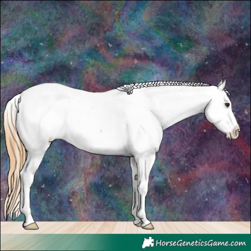 Horse Color:White Spotted Red Dun Appaloosa 