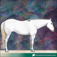 Horse Color:White Spotted Red Dun Appaloosa 