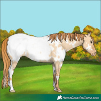 Horse Color:White Spotted Red Dun Appaloosa 