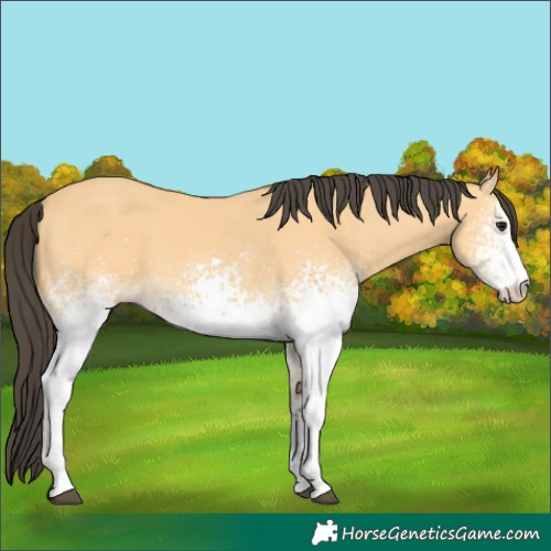Horse Color:White Spotted Buckskin 