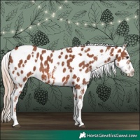 Horse Color:White Spotted Chestnut Sabino Appaloosa 