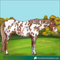 Horse Color:White Spotted Chestnut Sabino Appaloosa 