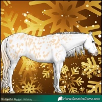 Horse Color:Buckskin Appaloosa 