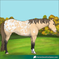 Horse Color:Buckskin Appaloosa