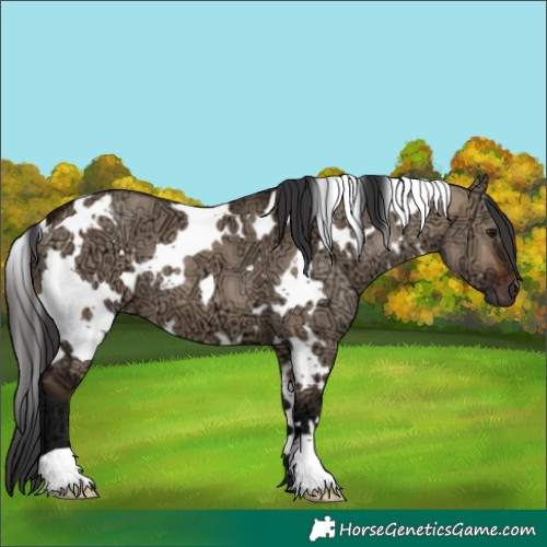 Horse Color:White Spotted Brown Ice Dun 