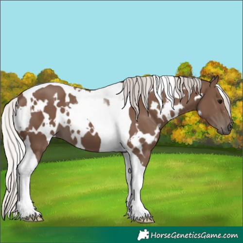 Horse Color:White Spotted Silver Black Tobiano