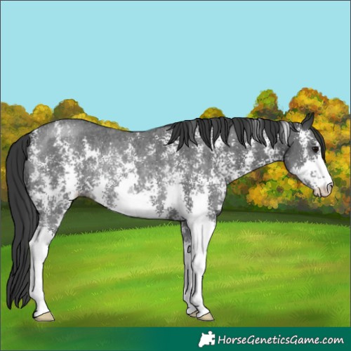Horse Color:Black Sabino Rabicano 