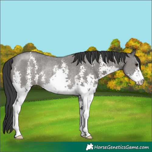 Horse Color:Grullo Sabino Rabicano 