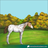Horse Color:Buckskin Sabino Near Leopard