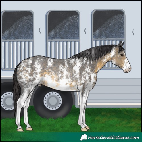 Horse Color:Buckskin Sabino Rabicano 