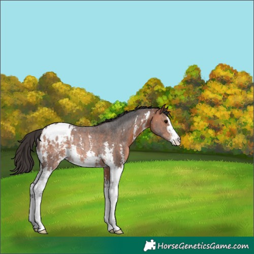 Horse Color:Bay Sabino Blanket Rabicano