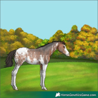 Horse Color:Bay Sabino Blanket Rabicano