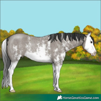 Horse Color:Grullo Sabino Splash Rabicano 
