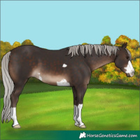 Horse Color:Silver Brown 