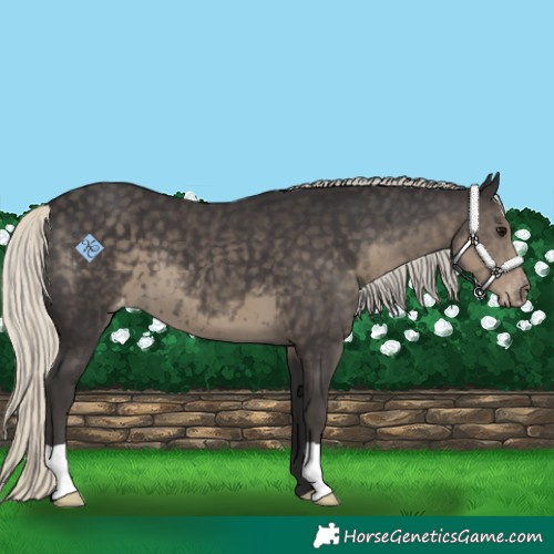 Horse Color:Silver Smoky Black Appaloosa 