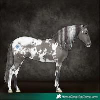 Horse Color:White Spotted Grullo Snowcap 