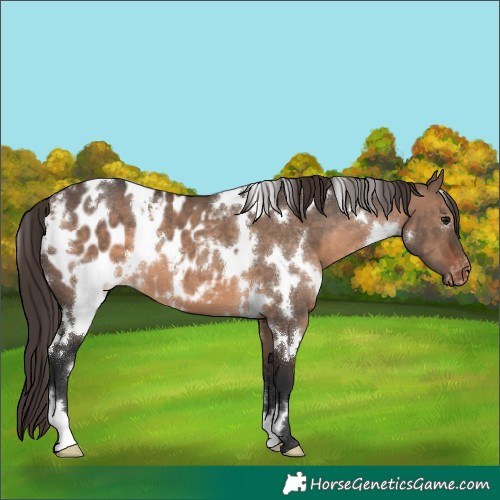 Horse Color:White Spotted Brown Dun Appaloosa 