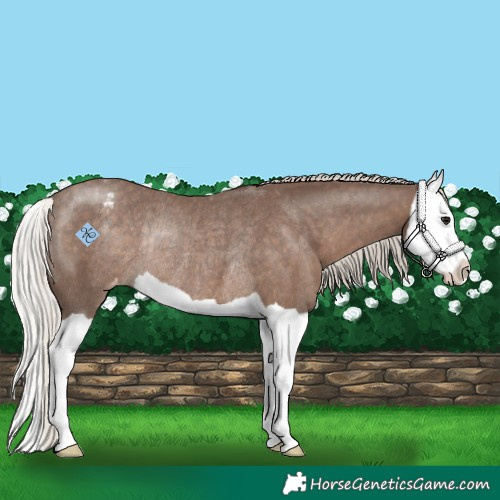 Horse Color:Silver Black Splash Appaloosa Rabicano 