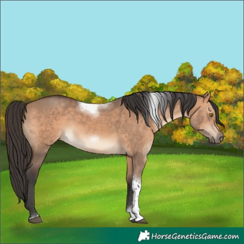 Horse Color:Bay Dun Tobiano Frame