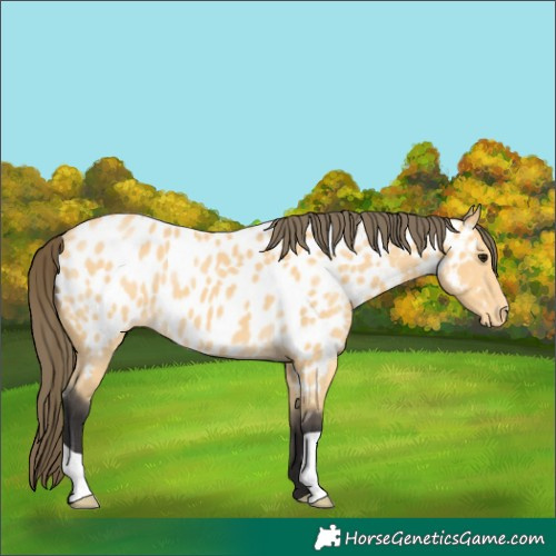 Horse Color:Buckskin Appaloosa 