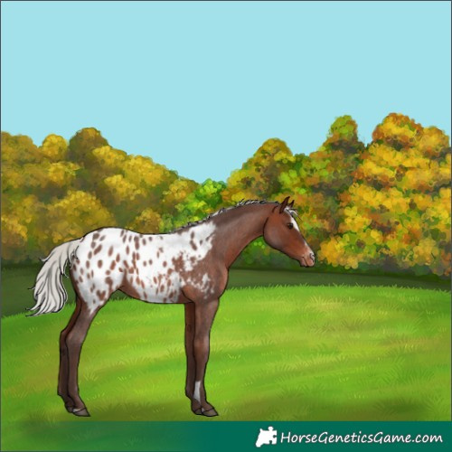 Horse Color:Silver Brown Roan Sabino Appaloosa 