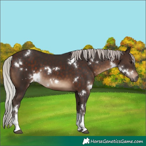 Horse Color:White Spotted Silver Brown 