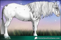 Horse Color:Black Sabino 