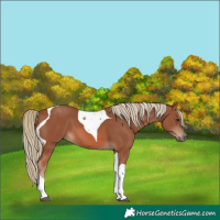 Horse Color:Chestnut Mushroom Tobiano 