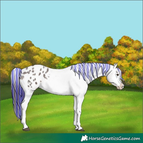 Horse Color:Painted White Spotted Liver Red Roan Blanket 