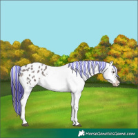 Horse Color:Painted White Spotted Liver Red Roan Blanket 