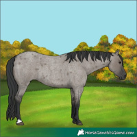 Horse Color:Grullo Roan