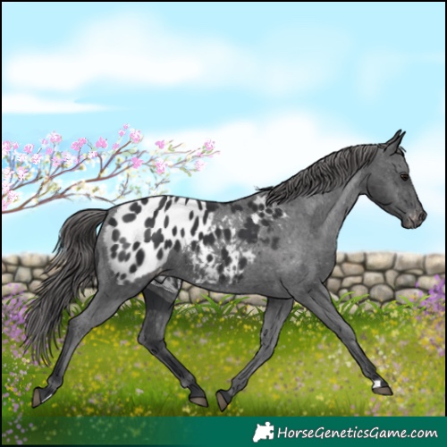 Horse Color:Black Appaloosa 