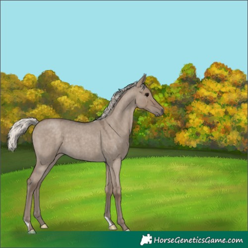 Horse Color:Silver Grullo Roan 
