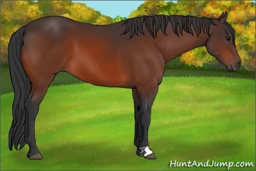 Horse Color:Unknown 