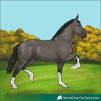 Horse Color:Smoky Grullo 
