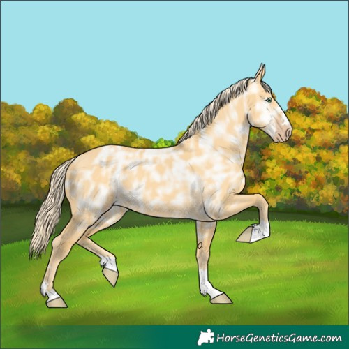 Horse Color:Gold Cream Champagne Ice Dun 