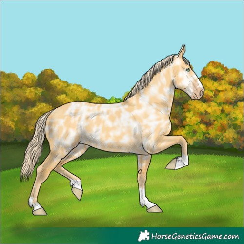 Horse Color:Gold Cream Champagne Ice Dun 