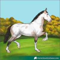 Horse Color:Bay Roan Dun Frame 